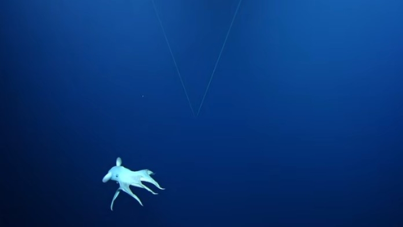 Χταπόδι «ιππεύει» καρχαρία: Το απίστευτο στιγμιότυπο που άφησε άφωνους τους επιστήμονες (vid)