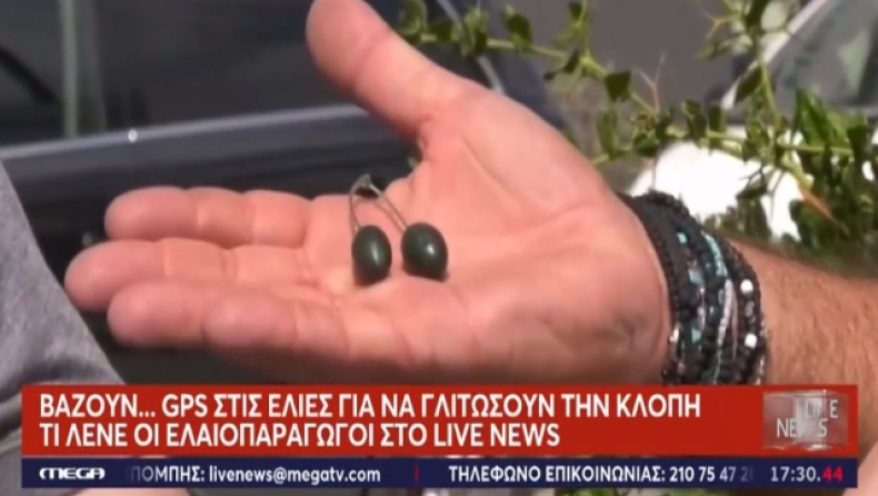 Ελιές με GPS για να προστατευθεί η σοδειά: Έκλεψαν τρεις τόνους από χωράφι μέσα σε λίγες ώρες (vid)