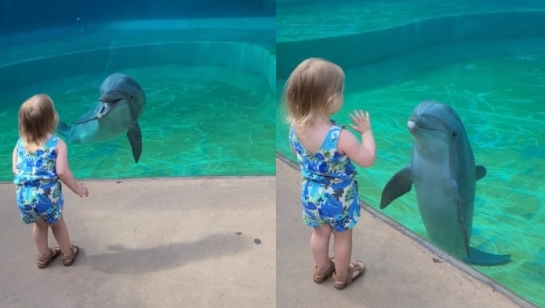Η απίστευτη στιγμή που δελφίνι σταμάτησε για να «μιλήσει» με ένα παιδί (vid)