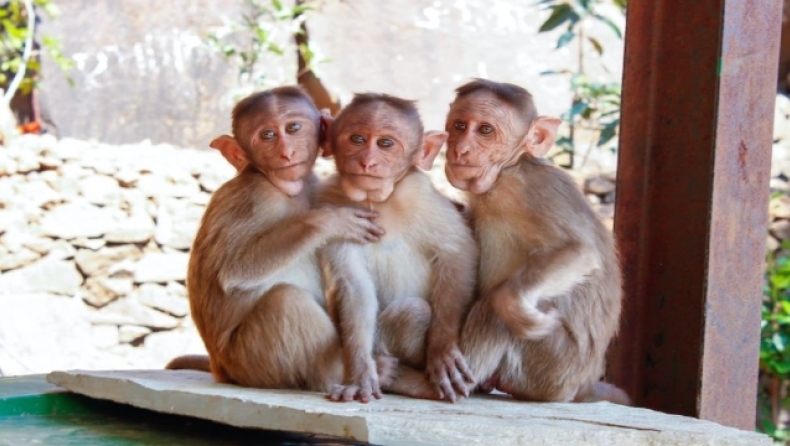 Ινδία: Μαϊμού σκότωσε 10χρονο αγόρι με φρικτό τρόπο 