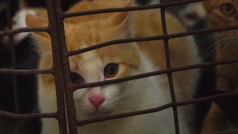 Το βιετναμέζικο εστιατόριο που σκότωνε 300 γάτες το μήνα για να φτιάχνει... γατόσουπα έκλεισε οριστικά