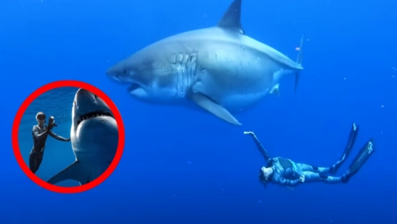 Ατρόμητη δύτης κολύμπησε δίπλα στον μεγαλύτερο λευκό καρχαρία στον κόσμο (vid)
