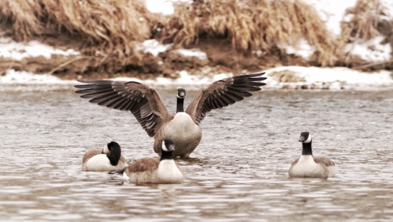 Φυλακή πρωτοπορεί και αντί για σκύλους τοποθετεί χήνες: Τα μοναδικά ένστικτα των πτηνών (vid)