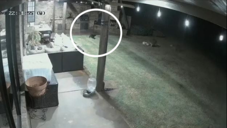 Γάτα σώζει σκύλο από κογιότ που του την «πέφτουν» με άγριες διαθέσεις (vid)