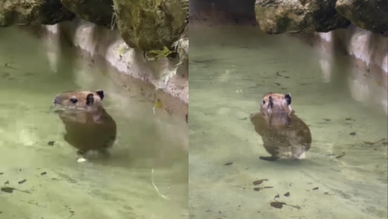 Viral ο χορός του μεγαλύτερου τρωκτικού στον κόσμο: «Θυμίζει τον Michael Jackson» (vid)