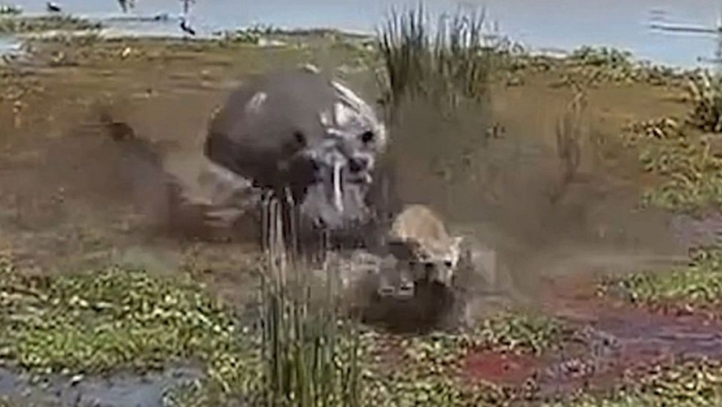 Η στιγμή που ύαινα ξεφεύγει από τα δόντια ιπποπόταμου: Νόμιζε ότι τον «έπιασε» στον ύπνο (vid)