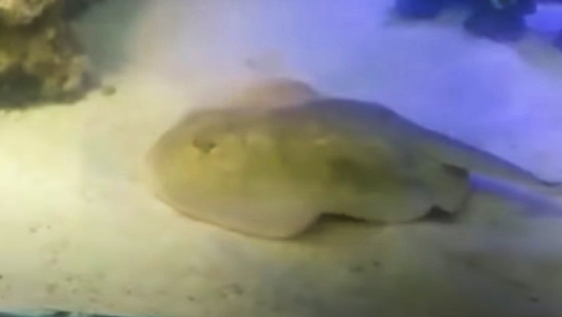 Σαλάχι έμεινε έγκυος χωρίς να έχει έρθει σε επαφή με αρσενικό: Οι εικασίες που κάνουν οι επιστήμονες (vid)