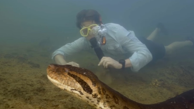 Επιστήμονες ανακάλυψαν το μεγαλύτερο ανακόντα: Έχει το πάχος ενός λάστιχου αυτοκινήτου (vid)
