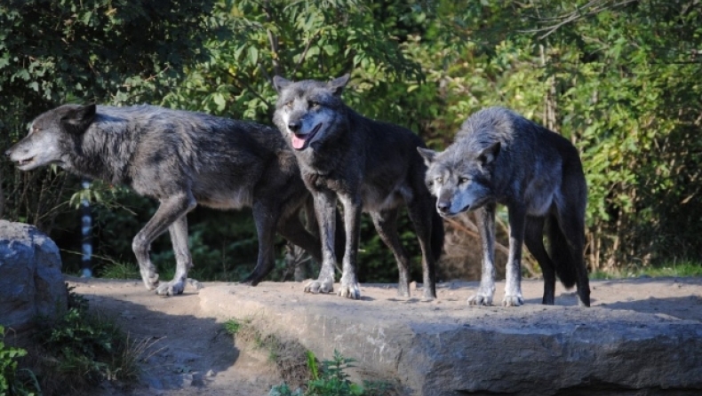Οι μεταλλαγμένοι λύκοι που εκτέθηκαν στη ραδιενέργεια του Τσερνόμπιλ ανέπτυξαν μια σπάνια υπερδύναμη