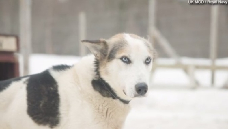 Τα σκυλιά του πολέμου: Το τετράποδο «όπλο» των Βρετανών κομάντο (vid)