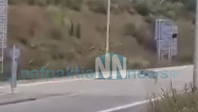 Λύκος μπήκε στην Ιόνια Οδό και προκάλεσε πανικό (vid)