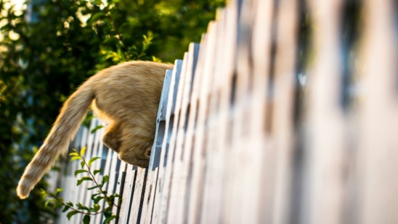 Επιστήμονες ανακάλυψαν το λόγο που οι άνθρωποι έχασαν την ουρά τους: Η γενετική μετάλλαξη που άλλαξε τα πάντα (vid)