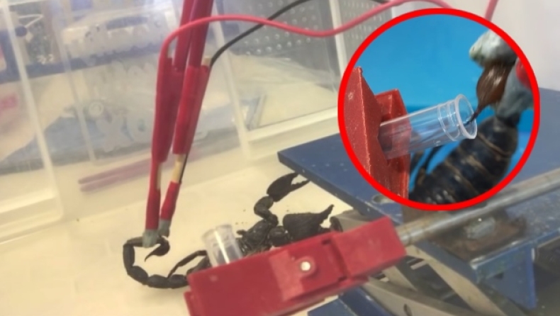 Το δηλητήριο του σκορπιού είναι το πιο ακριβό υγρό στον κόσμο: Ξεπερνάει την αξία του χρυσού (vid)