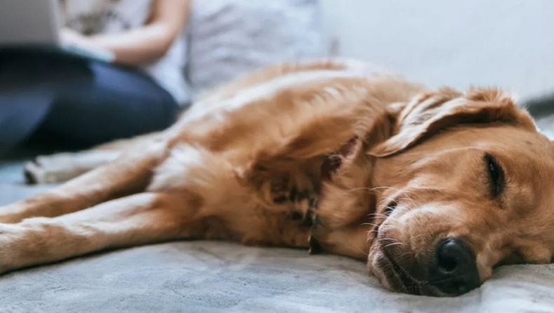 Το να κοιμάσαι με τον σκύλο σου κάνει κακό στον ύπνο σου, σύμφωνα με έρευνα