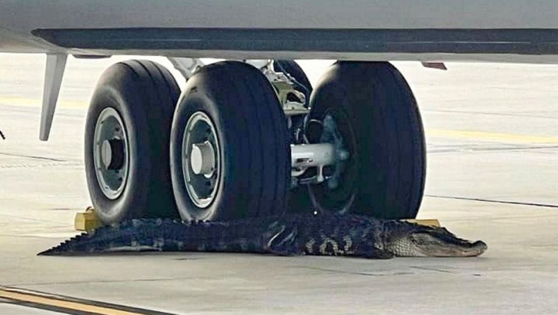 Ο πιο χαλαρός κροκόδειλος: Πήρε έναν υπνάκο στη ρόδα πολεμικού αεροσκάφους (vid)