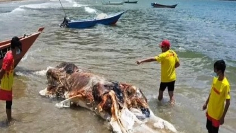 Μυστήριο πλάσμα ξεβράστηκε σε θάλασσα στη Μαλαισία: Οι θεωρίες συνωμοσίας που έχουν τρομοκρατήσει τους κατοίκους (vid)