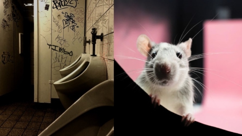 Ο χειρότερος εφιάλτης: Τεράστιος αρουραίος πετάχτηκε από την λεκάνη, δάγκωσε ηλικιωμένο και τον έστειλε στη ΜΕΘ