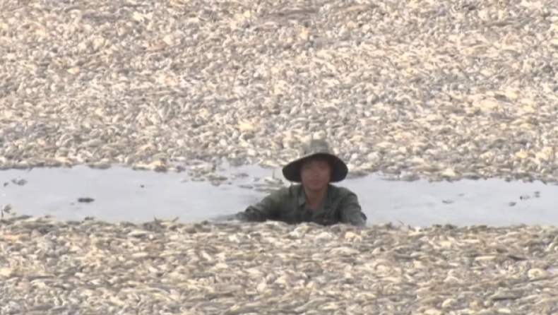 Δυστοπικές εικόνες στο Βιετνάμ: Χιλιάδες ψάρια ξεβράστηκαν σε ακτές λόγω του καύσωνα (vid)
