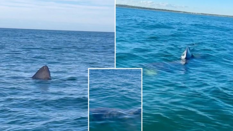Πήγαν βόλτα με το σκάφος και τους περικύκλωσαν 5 καρχαρίες: Τα «είδαν» όλα (vid)