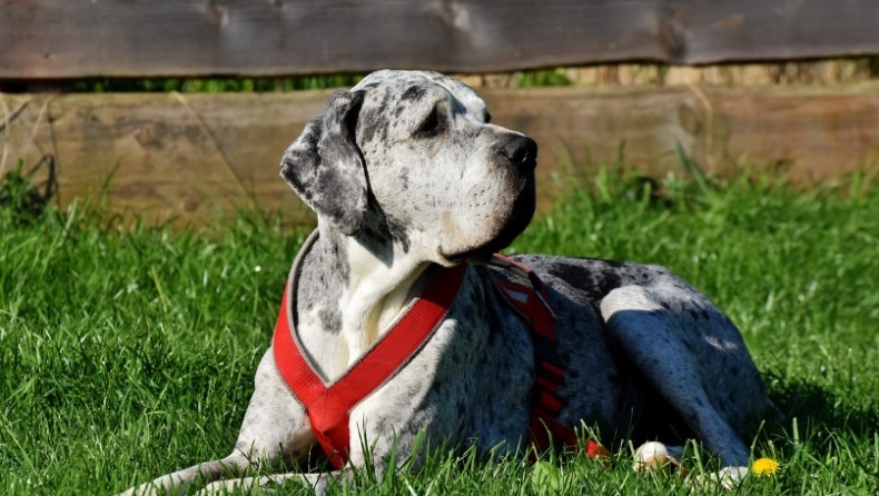 Πρωτοφανής καταγγελία: Άγνωστος άρχισε να γλείφει τα γεννητικά όργανα σκύλου, που τον κρατούσε η ιδιοκτήτριά του (vid)