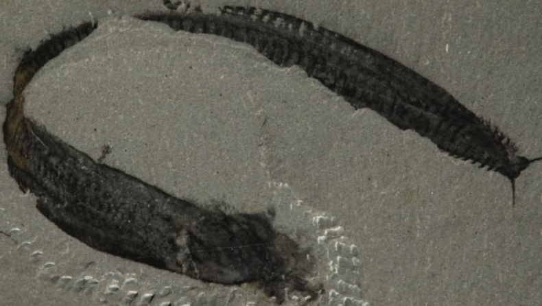 Το εξαφανισμένο θαλάσσιο πλάσμα που έδωσε απαντήσεις για τη κατανόηση της σπονδυλικής στήλης 