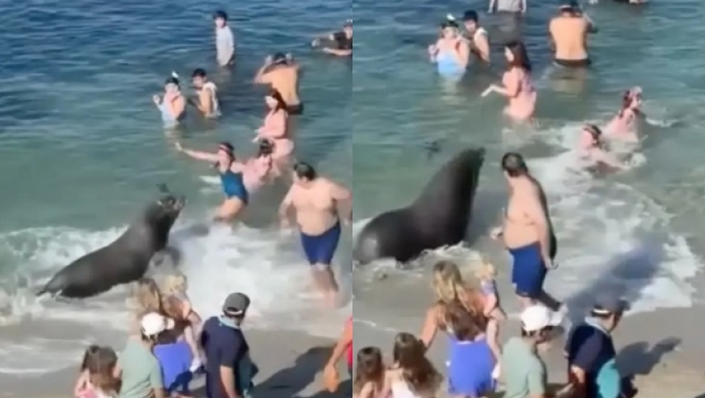 Θαλάσσιο λιοντάρι επιτέθηκε σε λουόμενους: Προσπάθησε να προστατέψει τα μωρά του (vid) 