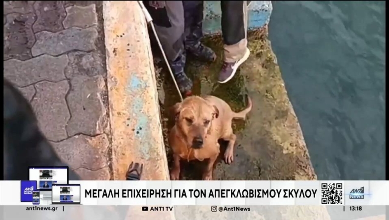 Συγκινητική επιχείρηση για την διάσωση σκύλου από τη θάλασσα στη Ραφήνα (vid)