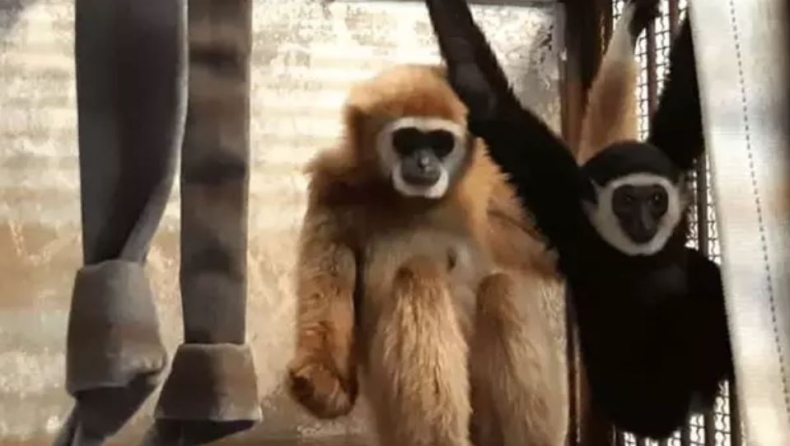 Το μυστήριο με την θηλυκή μαϊμού που έμεινε έγκυος ενώ βρισκόταν μόνη της σε κλουβί ζωολογικού κήπου (vid)