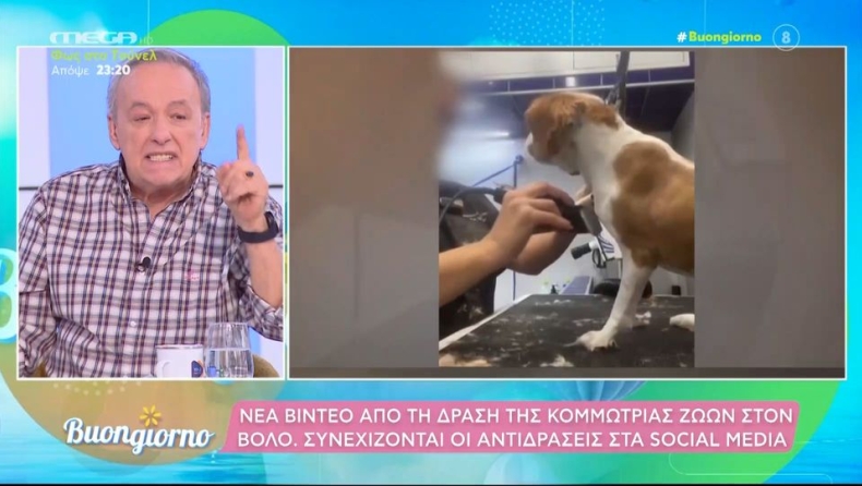 Πρωτοφανές ξέσπασμα Μικρούτσικου για την pet groomer στον Βόλο: «Εγώ θα την μηνύσω! Είναι βασανίστρια!» (vid)
