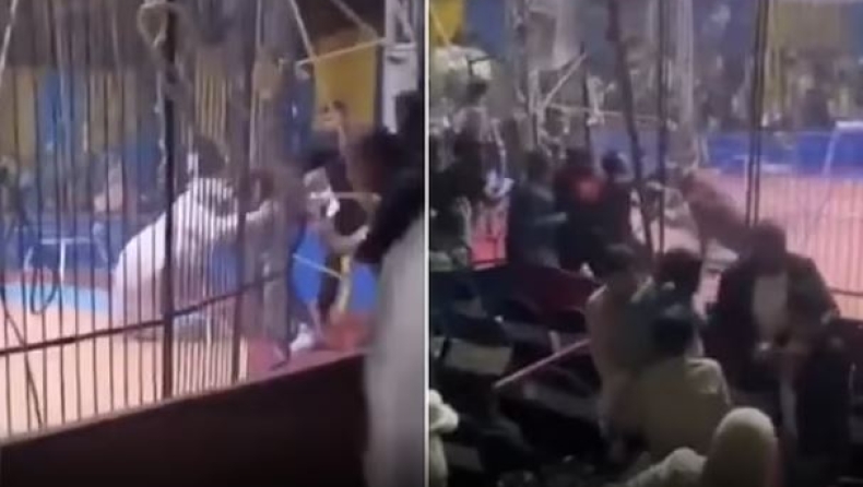 Βίντεο που «κόβει» την ανάσα: Καρέ καρέ η επίθεση τίγρη σε ακροβάτη τσίρκου στην Αίγυπτο