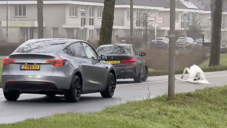 Ασυγκράτητοι κύκνοι ερωτοτροπούσαν στην μέση του δρόμου και προκάλεσαν μποτιλιάρισμα (vid)