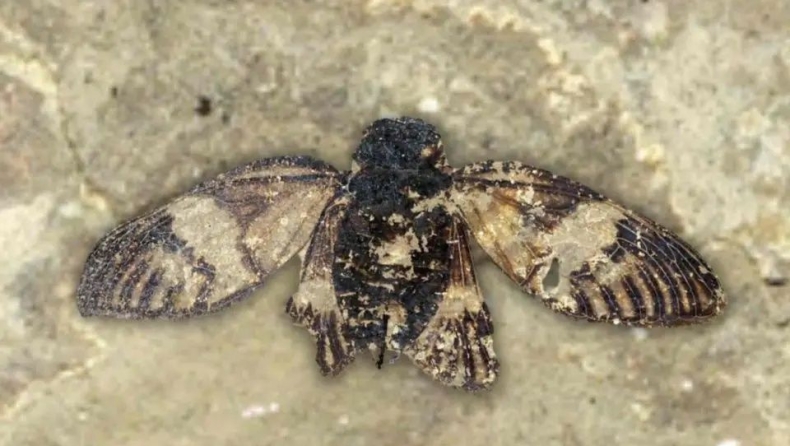 Επιστήμονες ανακάλυψαν απολίθωμα τζιτζικιού 47 εκατομμυρίων ετών