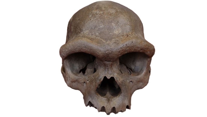«Άνθρωπος-Δράκος»: Παλαιοντολόγοι ανακάλυψαν κρανίο που ανήκει σε μυστηριώδη συγγενή του ανθρώπου