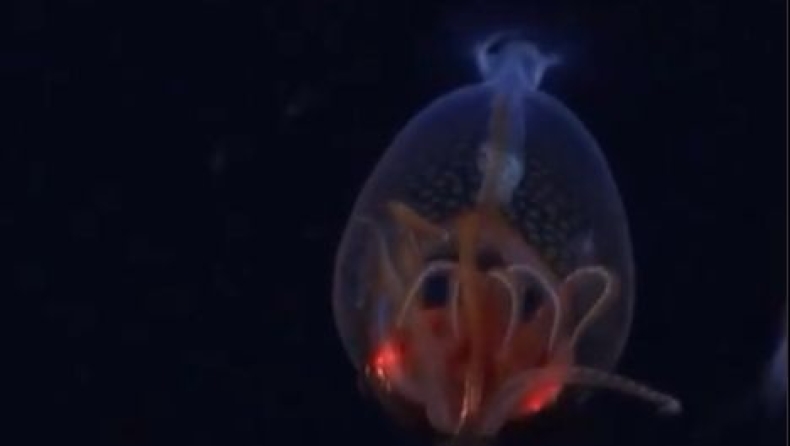 Ένα μυθικό πλάσμα αναδύεται από τα βάθη: Ο κολοσσός του ωκεανού κινηματογραφείται για πρώτη φορά