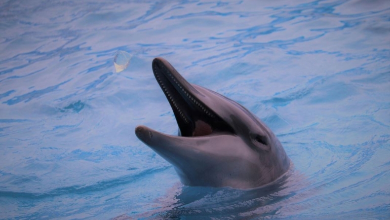 Ερωτικά φορτισμένο δελφίνι κυνηγάει κολυμβήτριες: «Μείνετε μακριά του» η έκκληση των Αρχών