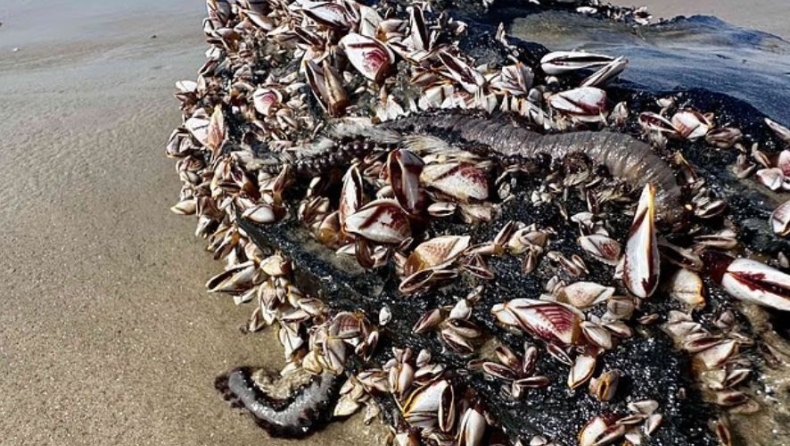 Θαλάσσιος τρόμος: Σκουλήκια που καίνε το δέρμα και αναγεννώνται αν κοπούν ξεβράστηκαν σε παραλία