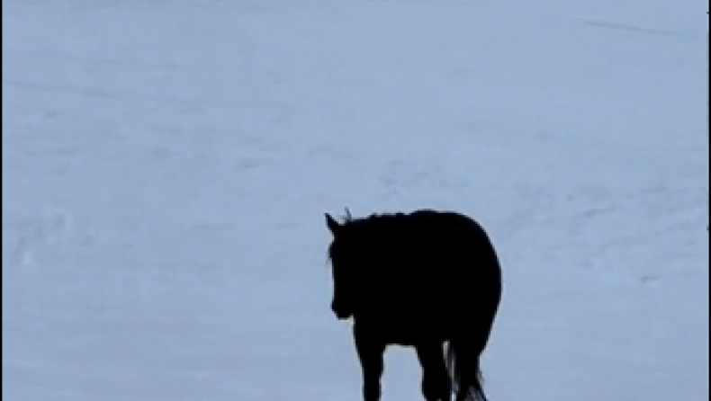 Το βίντεο με το άλογο που έχει τρελάνει το internet – Πηγαίνει μπροστά ή πίσω;