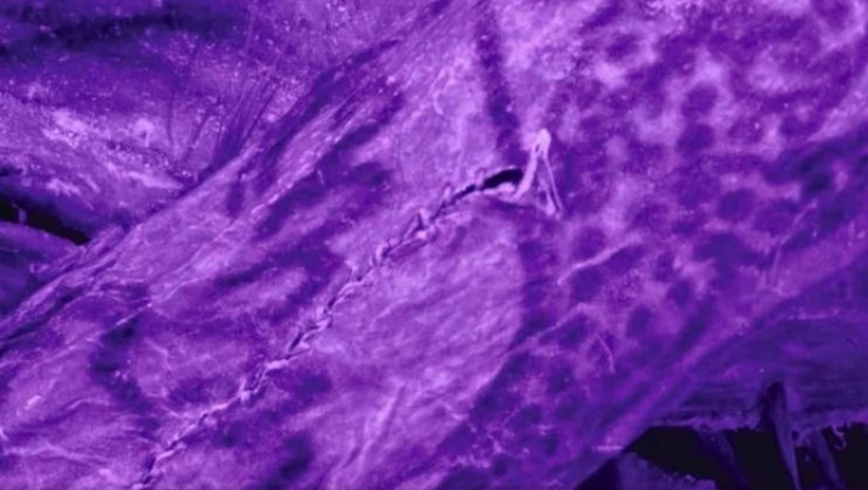 Αρχαία τατουάζ αποκαλύπτονται σε κατεψυγμένο τάφο στη Νότια Σιβηρία