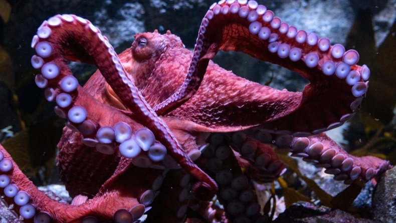 Καλιφόρνια: Ετοιμοθάνατο «χταπόδι-φάντασμα» φροντίζει τα αυγά του λίγο πριν πεθάνει