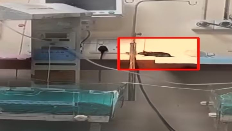 Ινδία: Νεκρά δύο νεογέννητα από δαγκώματα αρουραίων μέσα σε νοσοκομείο