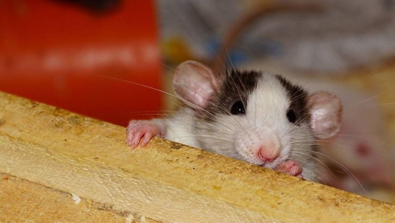 Ratmageddon: Γιατί οι αρουραίοι κατακλύζουν τις μεγαλουπόλεις σε Ευρώπη και ΗΠΑ
