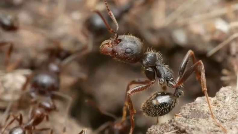 Βασίλισσες των μυρμηγκιών γεννούν αυγά.. από δύο είδη: Η ανακάλυψη που αλλάζει τη βιολογία