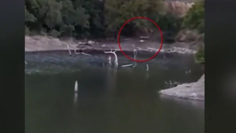 Βίντεο από την Πάρνηθα: Ελάφι βουτάει στη λίμνη Μπελέτσι για να σωθεί από αγέλη λύκων