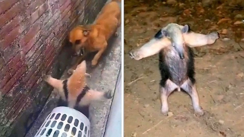 Μυρμηγκοφάγος μαέστρος στο Κουνγκ-Φου αντιμετώπισε επιθετικό σκύλο (vid)