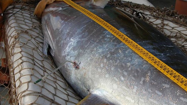 Ντέβον 70 χρόνια μετά: Ψαράς πιάνει σπάνιο τόνο 210 κιλών και τον πουλάει 2.300 ευρώ