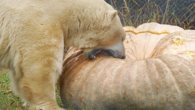 Καναδάς: Πολική αρκούδα έφαγε κολοκύθα που ζυγίζει περισσότερα κιλά από την ίδια 