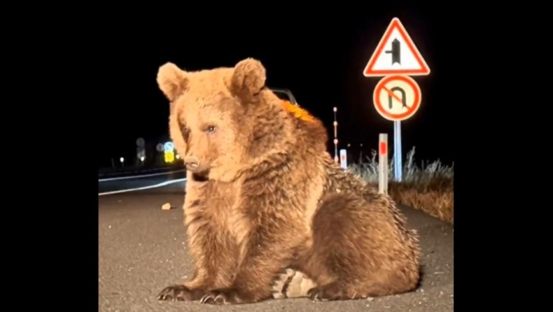 Τουρκία: Αγέλη αδέσποτων σκύλων επιτέθηκε και τραυμάτισε αρκούδα στην πόλη Καρς