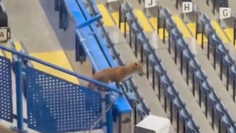 Τσέλσι - Μπαρτσελόνα: Αλεπού κόβει βόλτες στο «Στάμφορντ Μπριτζ» (vid)