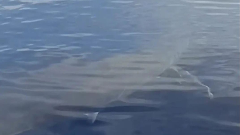 Βίντεο με λευκό καρχαρία στην Κάρπαθο ανέβασε ψαράς στο TikTok