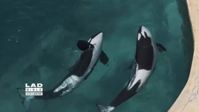 Εγκλωβισμένες όρκες σε εγκαταλελειμμένο θαλάσσιο πάρκο: Τι τις περιμένει – Τα 5 τρομακτικά σενάρια